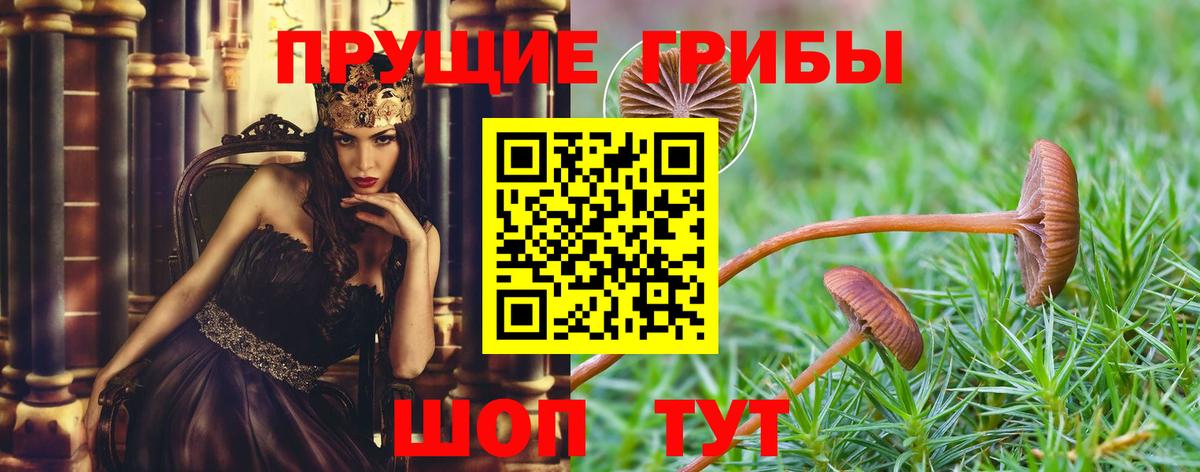 Галлюциногенные грибы Psilocybe Шали